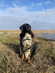 Matagorda's hunting paradise